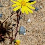 Senecio californicus 花