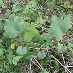 Vitis rotundifolia Habitus