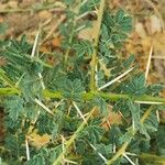 Vachellia tortilis Leaf