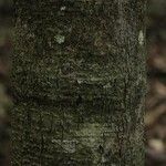 Licania densiflora Bark