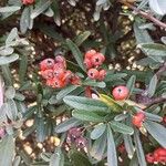 Pyracantha koidzumii Frucht