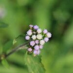 Ageratum conyzoides Flor