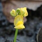 Utricularia stellaris Λουλούδι