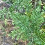 Gonospermum fruticosum Leaf