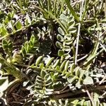 Astragalus incanus Blatt