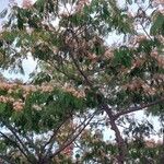 Albizia julibrissinBloem