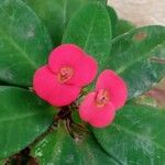 Euphorbia lophogona Blomst