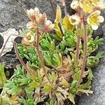 Saxifraga exarata Otro