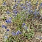 Eryngium dilatatum