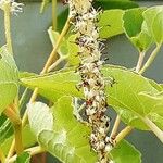 Saururus cernuus Bleunienn