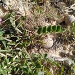 Astragalus incanus Blad