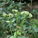 Hylotelephium maximum Flower