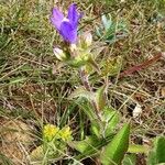 Campanula glomerata Hábito