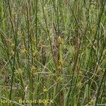 Carex hostiana आदत