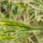 Triticum monococcum Λουλούδι