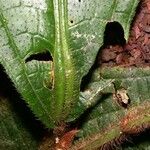 Conostegia setosa Yaprak