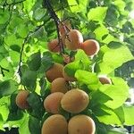 Prunus armeniaca ഫലം