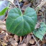Cissus repens Fulla