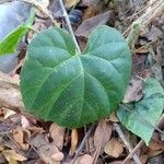 Cissus repens Blatt