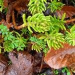 Sedum rupestre Leaf