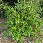 Pseudosasa japonica 整株植物