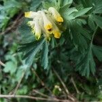 Corydalis nobilisBlomst