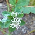 Trifolium resupinatum Квітка