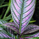 Strobilanthes auriculata Folla