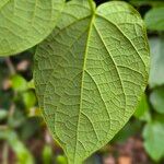 Clerodendrum welwitschii Leaf