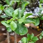 Commiphora madagascariensis Leaf