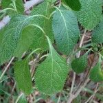 Stachytarpheta indica Feuille