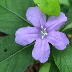 Ruellia pedunculata Flower