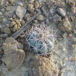 Echinocactus horizonthalonius ᱛᱟᱦᱮᱸ