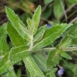 Veronica austriaca Leaf