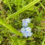 Myosotis scorpioidesKvet