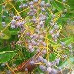 Ligustrum japonicum Fruit