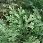 Selaginella concinna Hoja