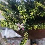 Erica erigena Kvet