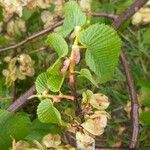 Ulmus glabraFeuille