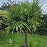 Cordyline australisLeaf