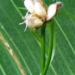 Rhynchospora radicans Floare