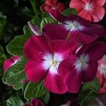 Catharanthus roseus Blüte