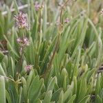 Valeriana celtica Elinympäristö