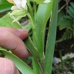 Prosthechea chacaoensis Other