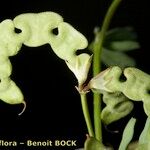 Hippocrepis multisiliquosa その他の提案