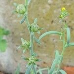 Linaria simplex Fruit