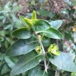 Barleria volkensii Leaf