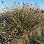 Juncus acutus Лист