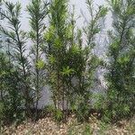 Podocarpus macrophyllus 葉