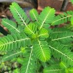 Phyllanthus urinaria 葉